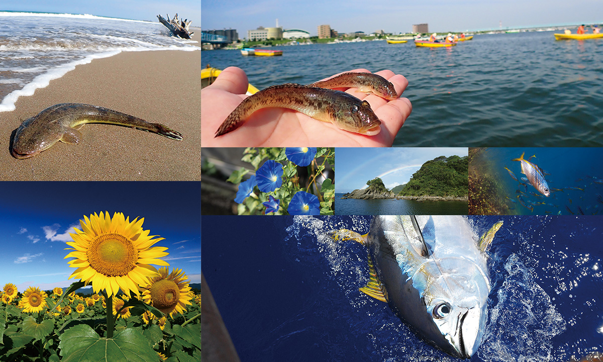 つれるエサづくり一筋 マルキユー株式会社の公式サイトです